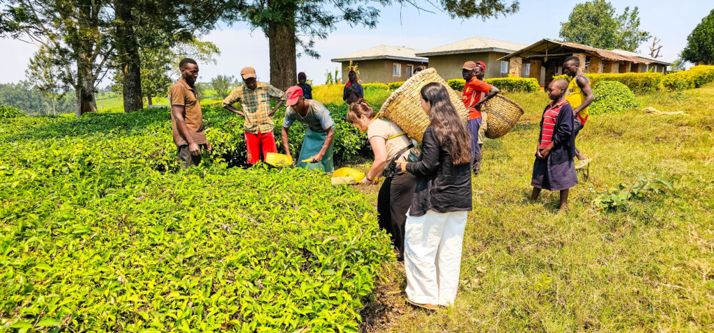 Guest Stories, Safari Journals: