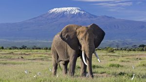 How Difficult Is It to Climb Mount Kilimanjaro