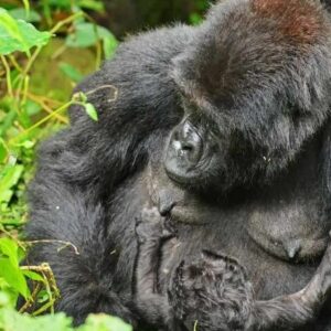 Wildlife & Gorilla Trekking Holiday