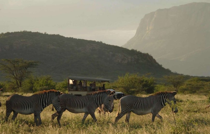 Grevy Zebras on game drive