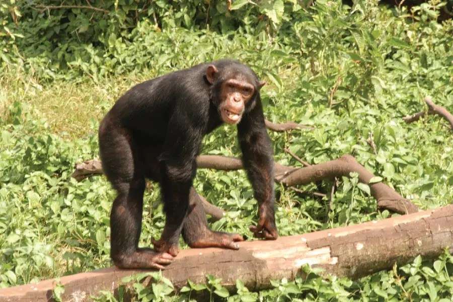 Ngamba Island Chimp Tour
