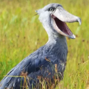 Shoebill
