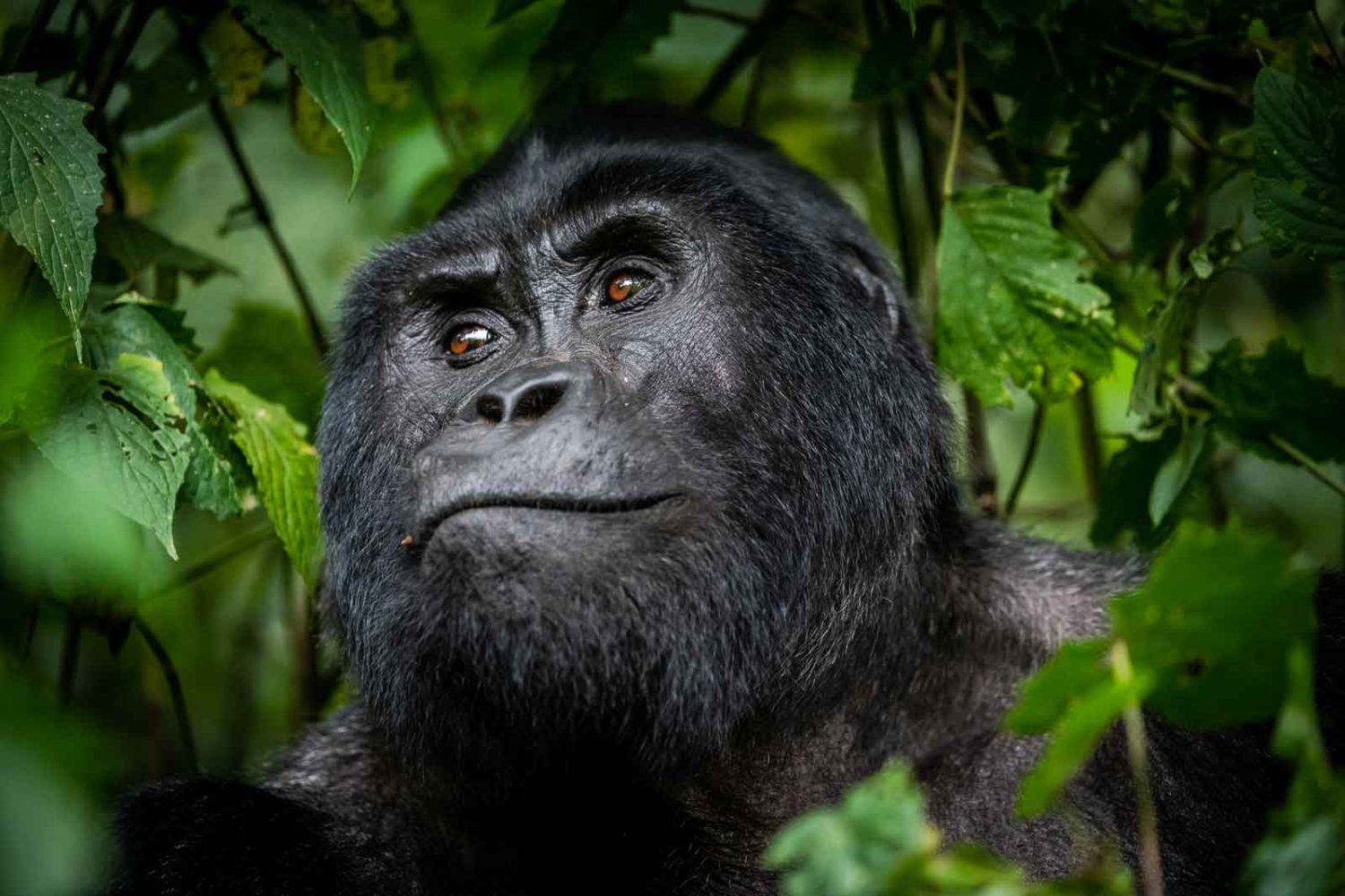 gorilla in Bwindi Impenetrable National Park