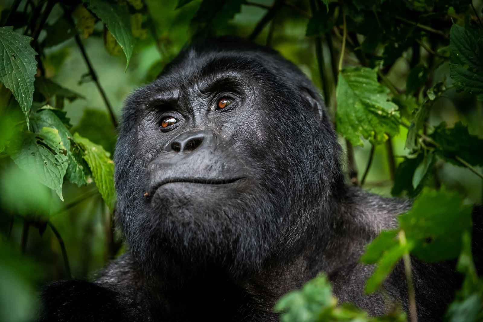 See Mountain Gorillas in Uganda