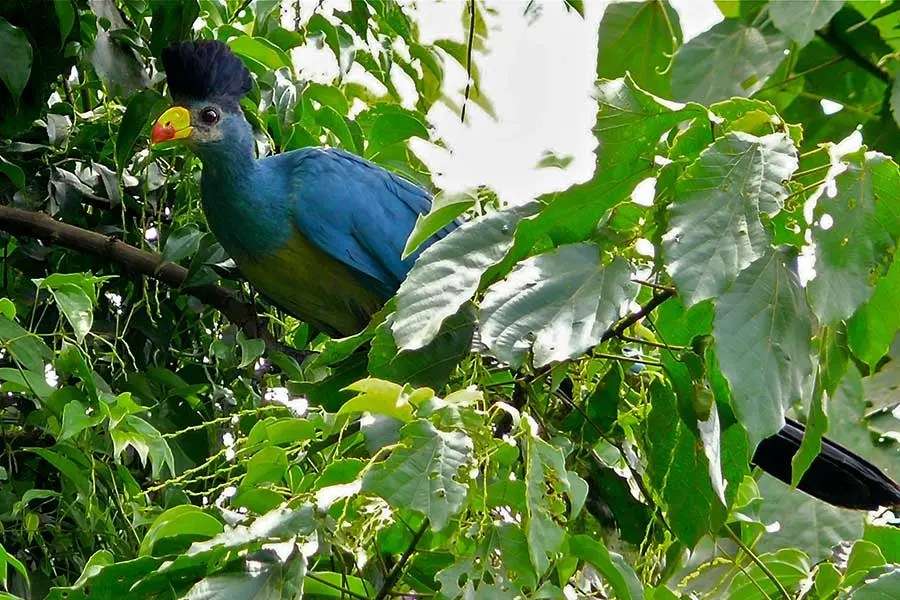 Bigodi Wetland Sanctuary