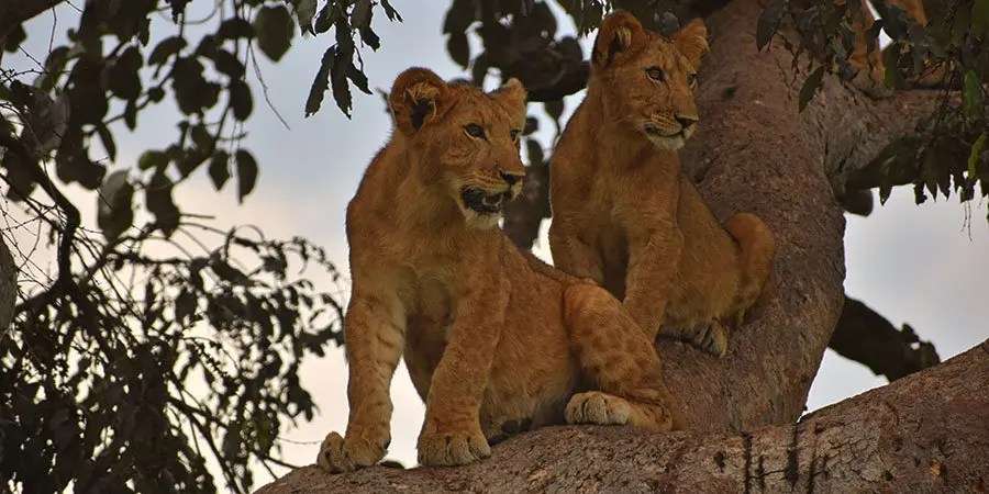 All safari animals