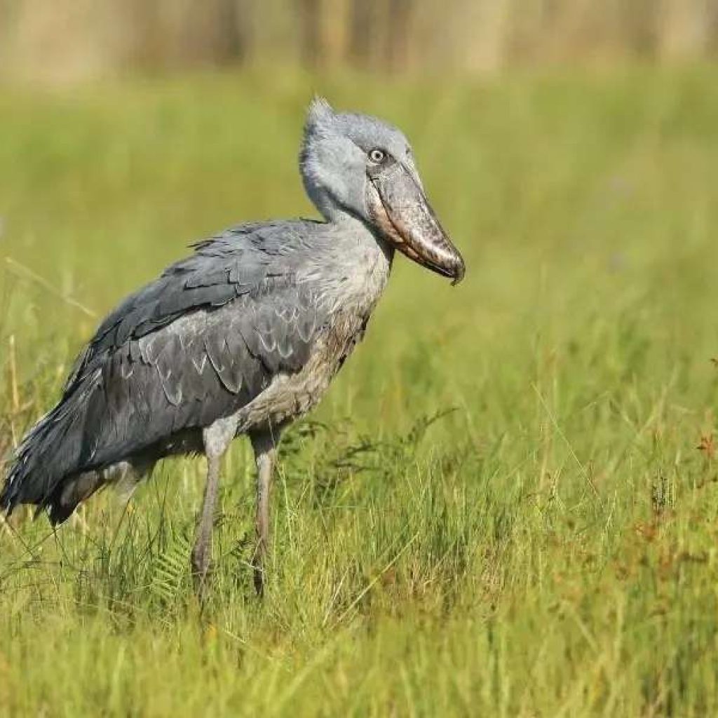 Tracking the Elusive Shoebill Stork