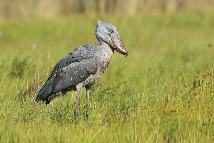 Mabamba Swamp