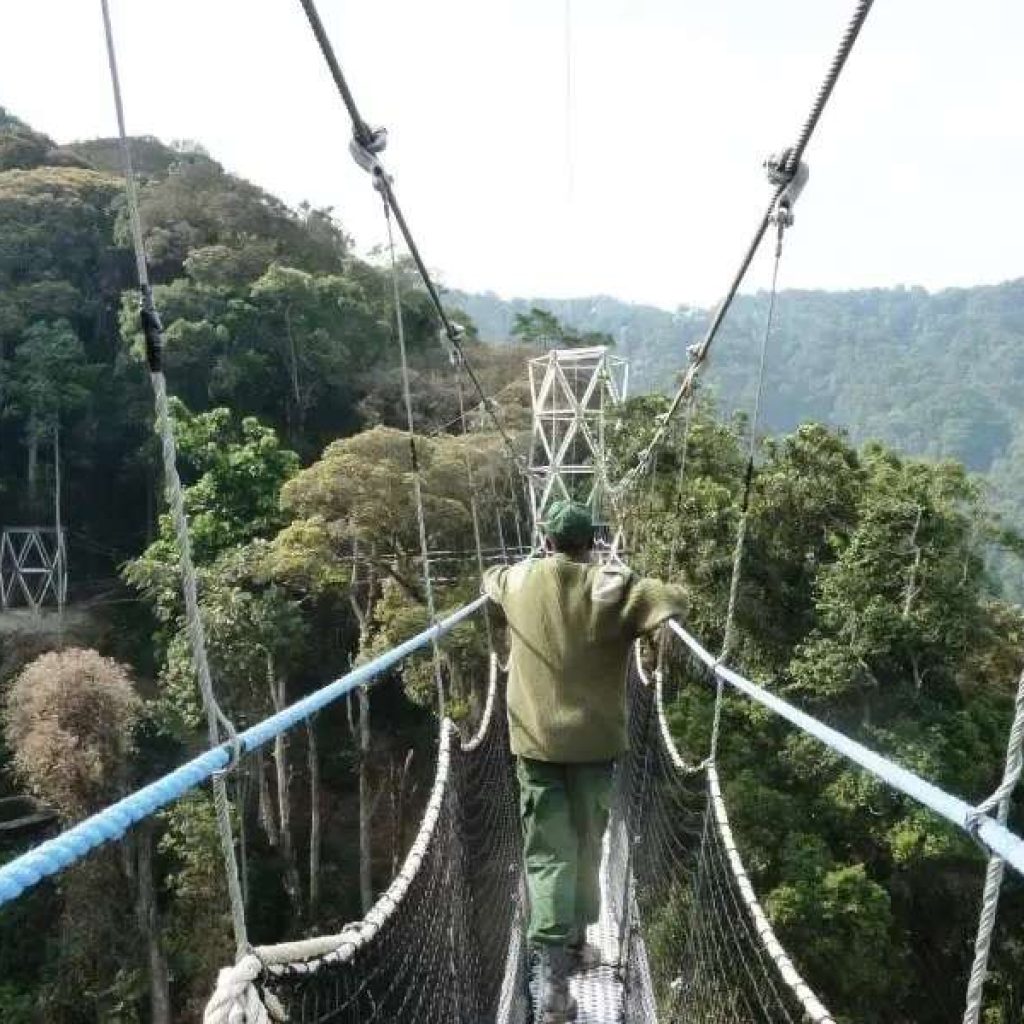 Why Nyungwe’s New 2026 Trails are Outshining the Gorillas