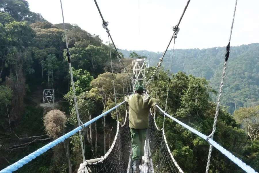 Nyungwe Forest National Park