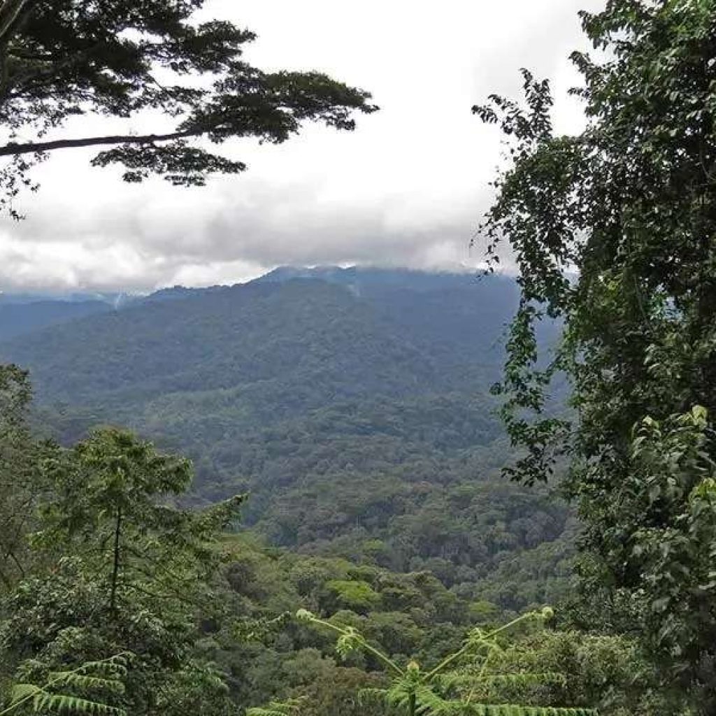 Why Nyungwe’s New 2026 Trails are Outshining the Gorillas