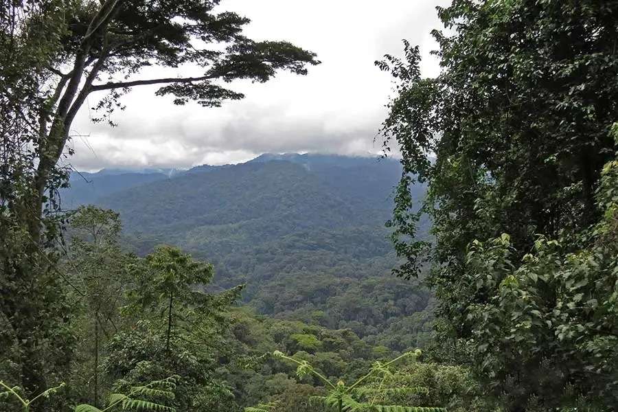 Why Nyungwe Forest is the Top Trending Rwanda Destination