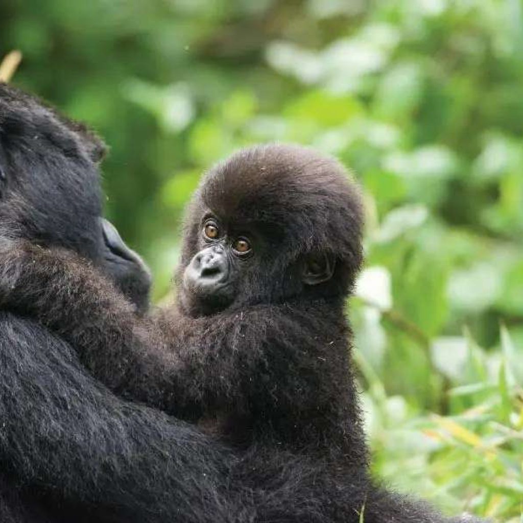 Rwanda vs. Uganda Gorilla Trekking