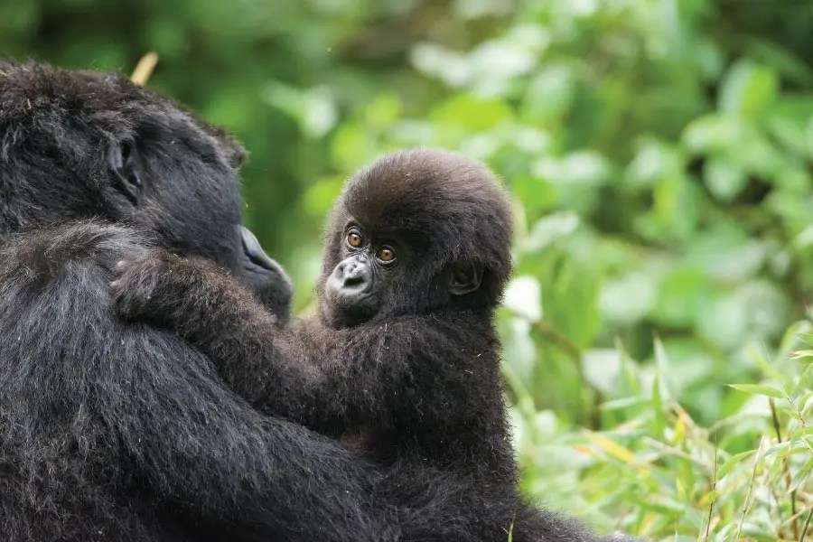 Wildlife & Gorillas Rwanda Safari