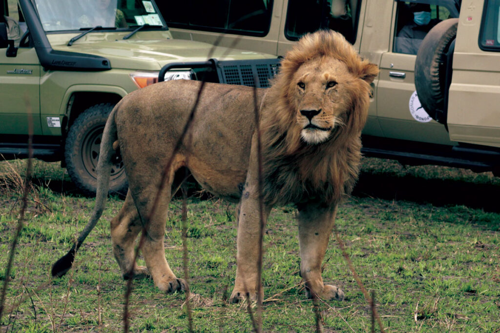 Ngorongoro Crater safari Big Five animals