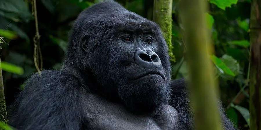 Rwanda Primates Safari