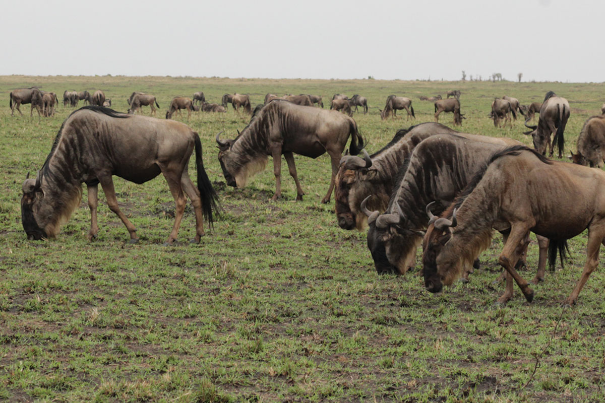Wildebeest in Masai Mara National Reserve