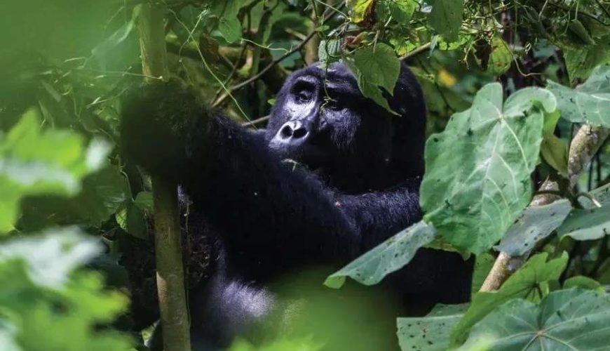 Rwanda Chimps & Gorillas