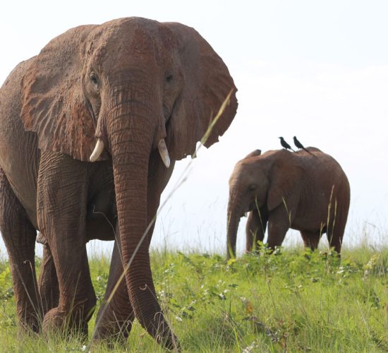 Visiting Murchison Falls