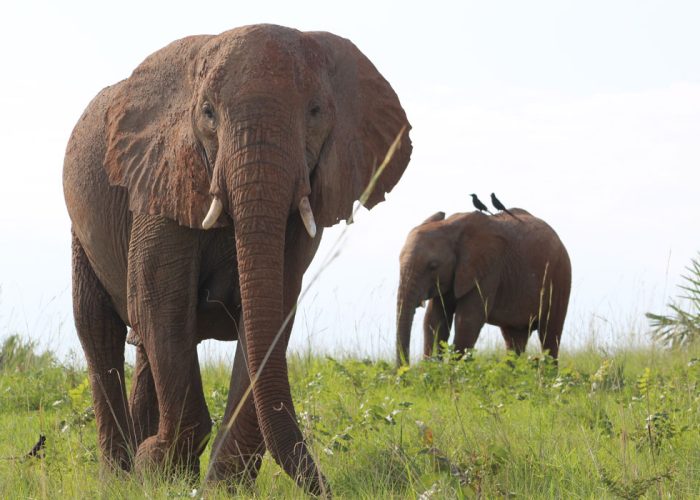 Visiting Murchison Falls