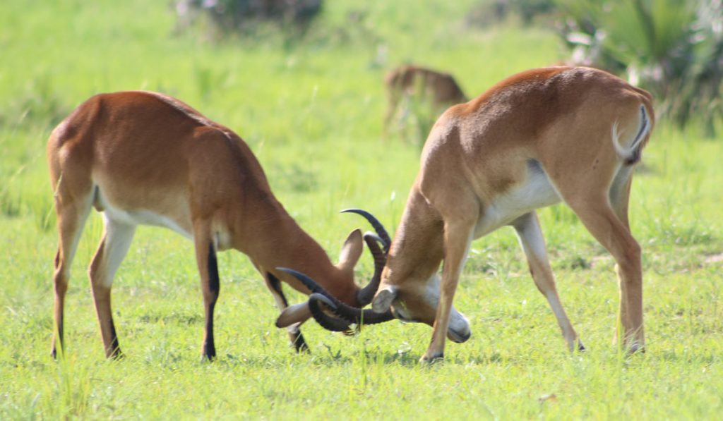Reasons To Visit Uganda