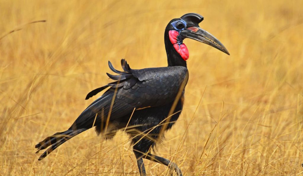 Bird Watching in Uganda - Hornbill