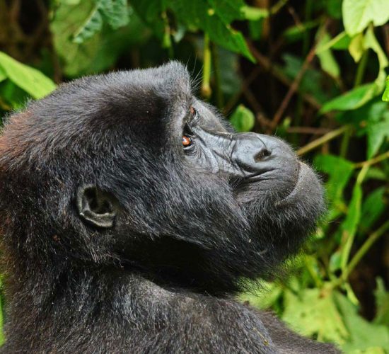 Gorilla Trekking Tips