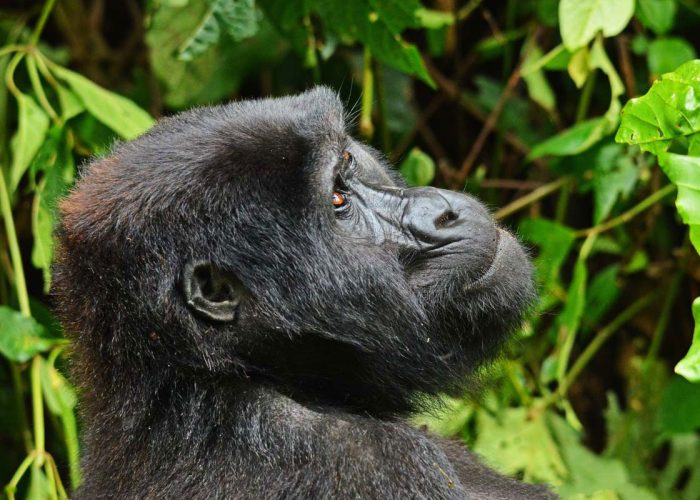 Is Rwanda Safe
