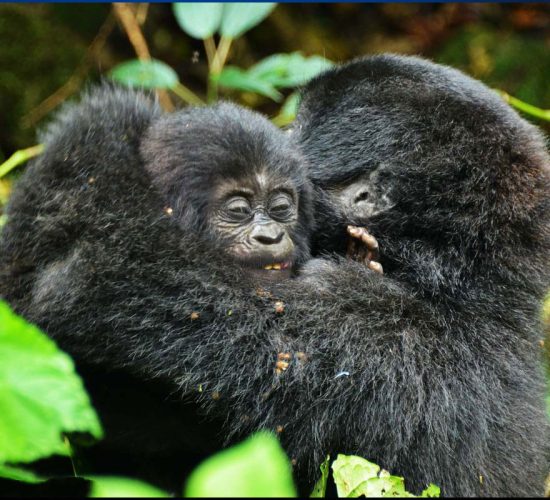 Last Minute Gorilla Permits