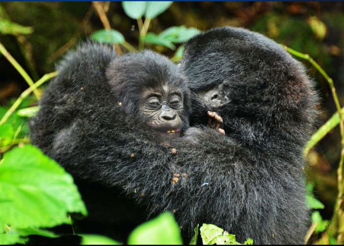 The New Guidelines for Private Gorilla Trekking