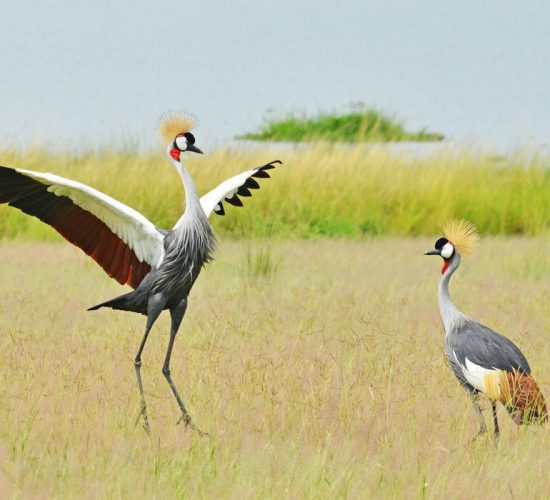 20 Days Uganda Birding Safari