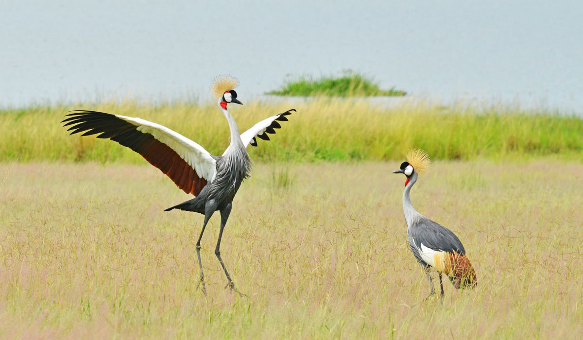 20 Days Uganda Birding Safari