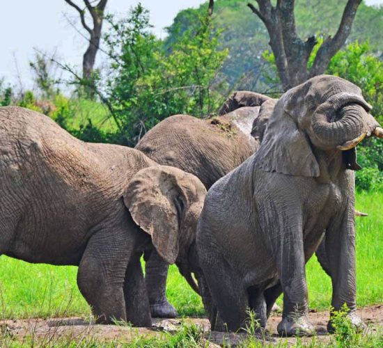 10 Days Uganda Safari