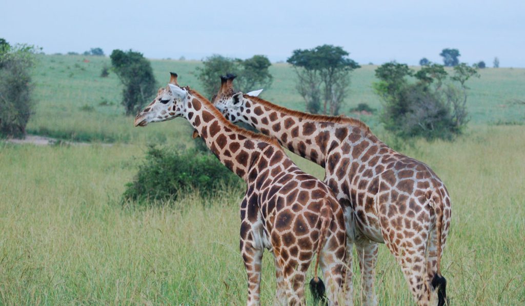 giraffes in Murchison Falls NP Uganda