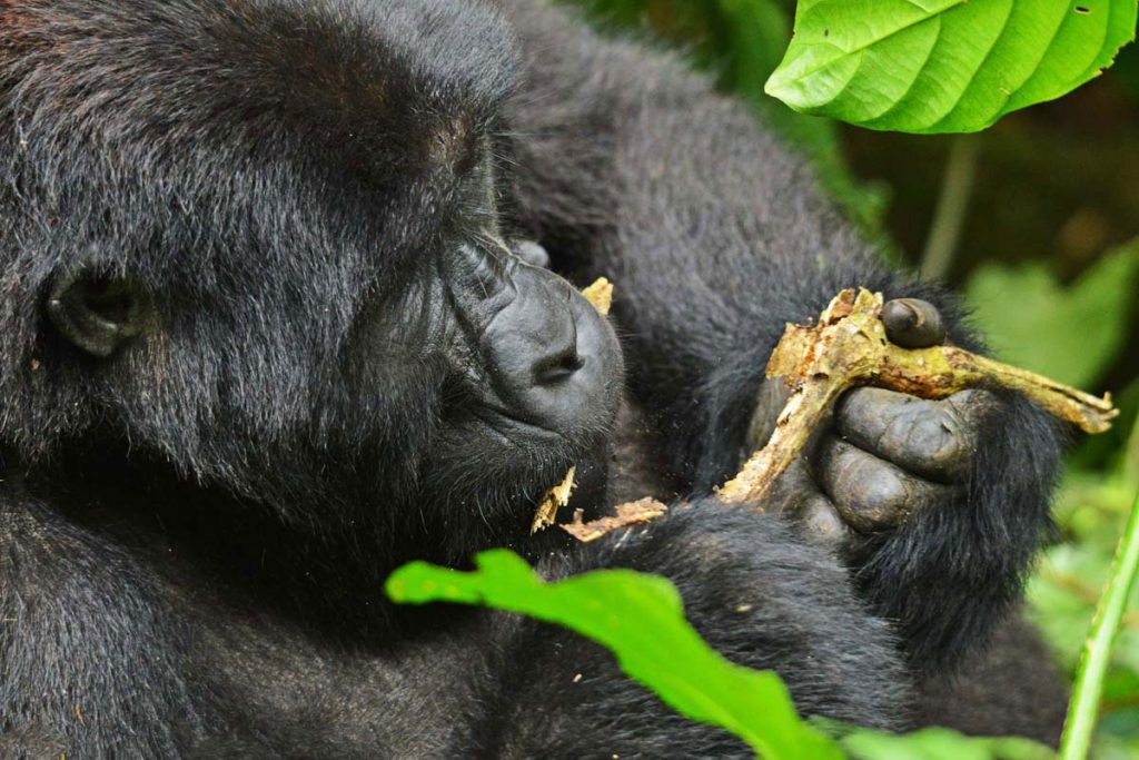 Last Minute Gorilla Permits