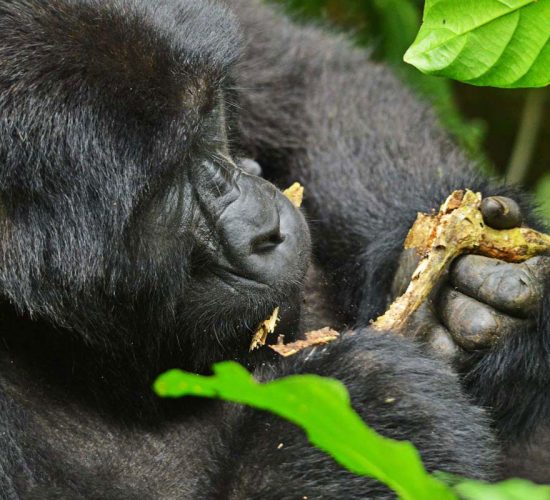 Last Minute Gorilla Permits