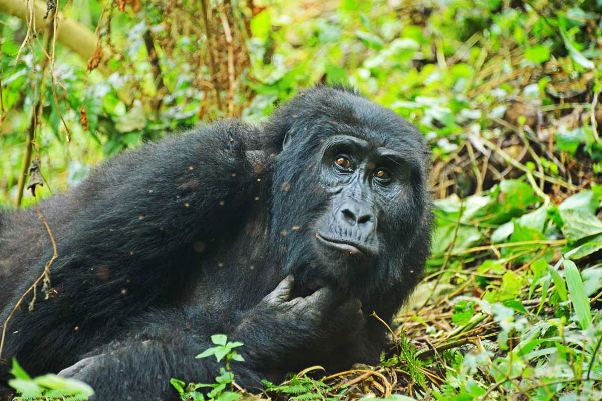 Gorilla trekking eligibility