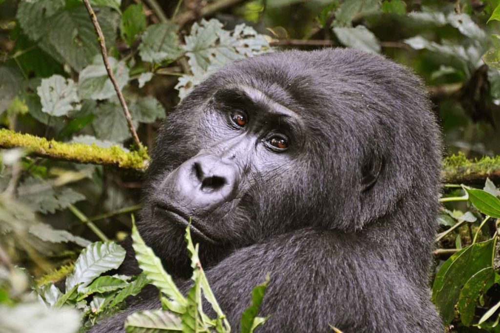 The 2026 Kwita Izina Guide