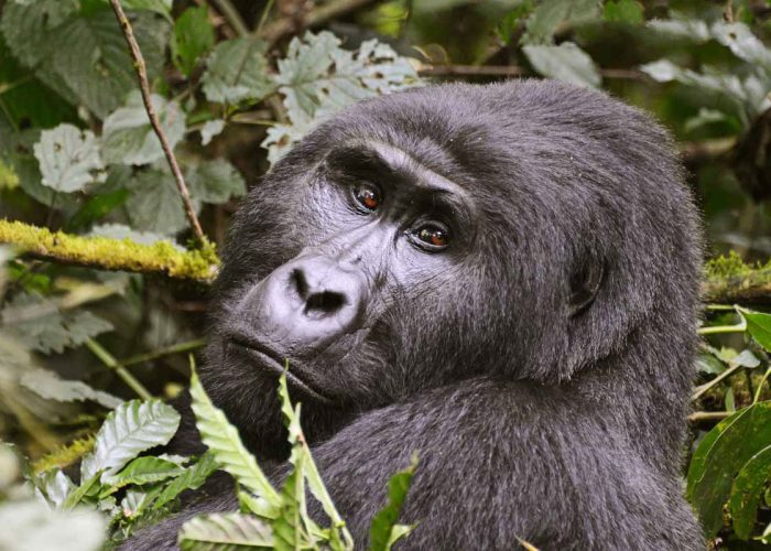 Is Rwanda Safe