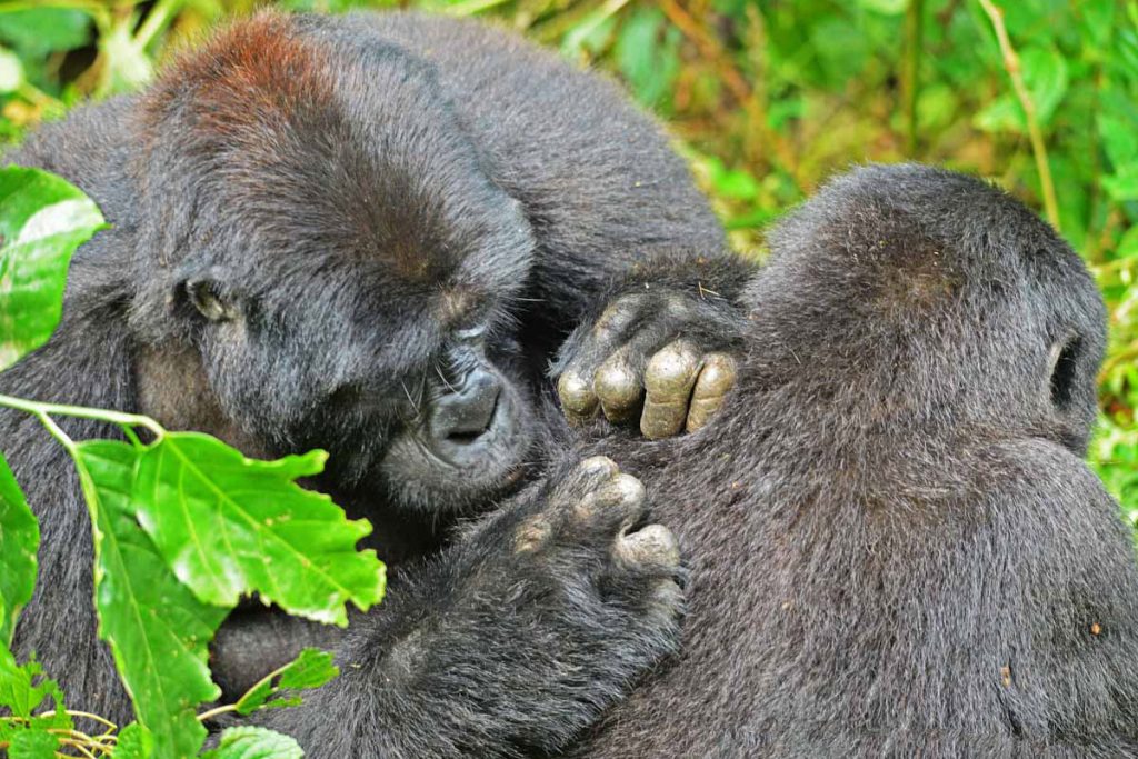 How to Book a Private Gorilla Family Trek