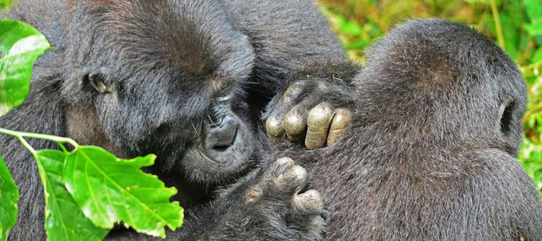 Cost of a Gorilla Permit