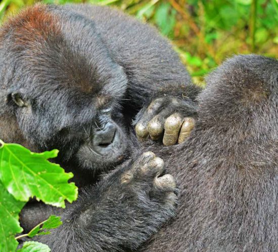Uganda Gorilla Permits 2026