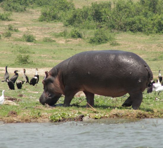 Queen Elizabeth National Park