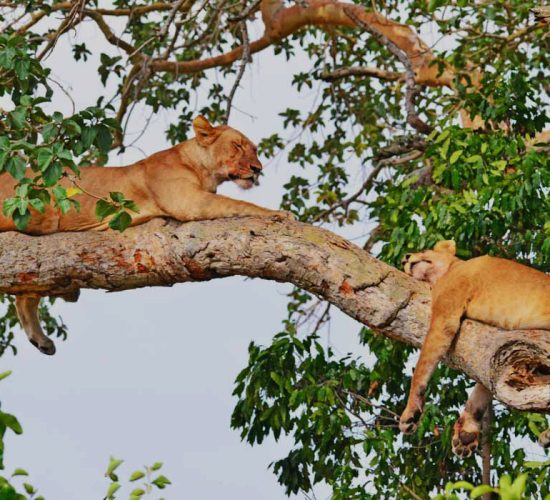 Where Can I Go for a True Big Five Safari?