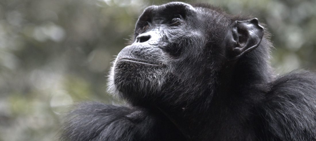 Facts About Chimpanzees