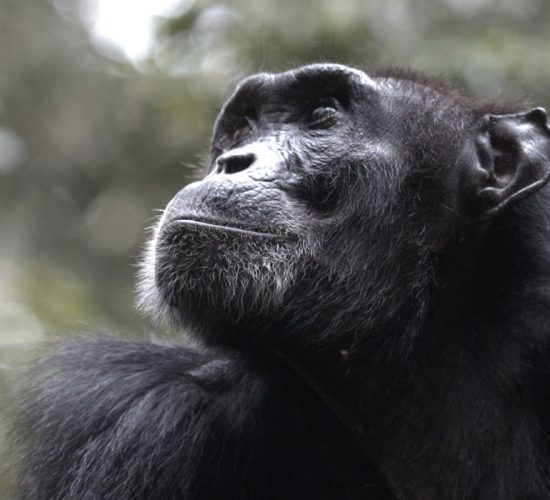 The Ngogo Chimpanzee War