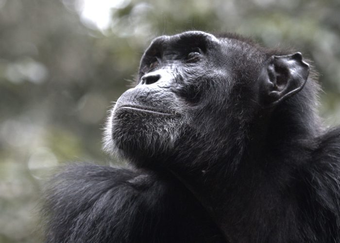 Chimpanzee Tracking in Kibale