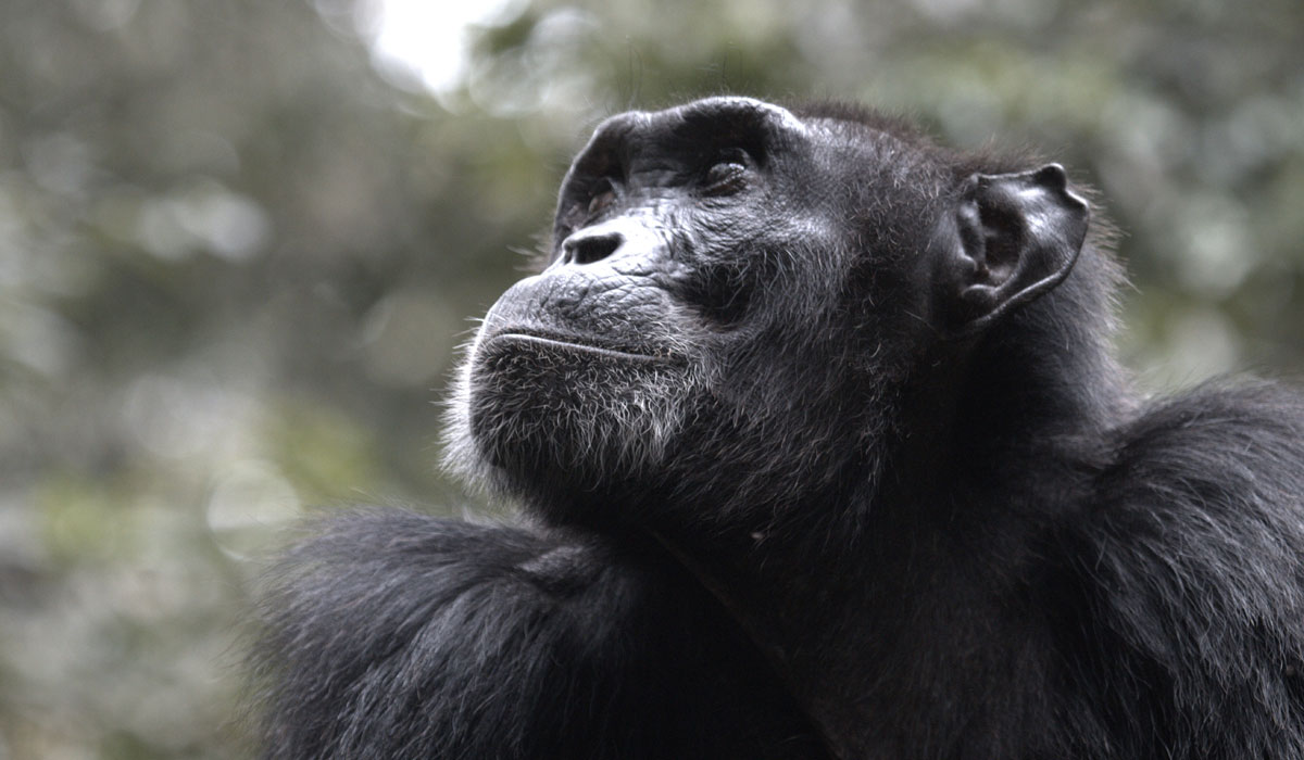 Primate tracking safari