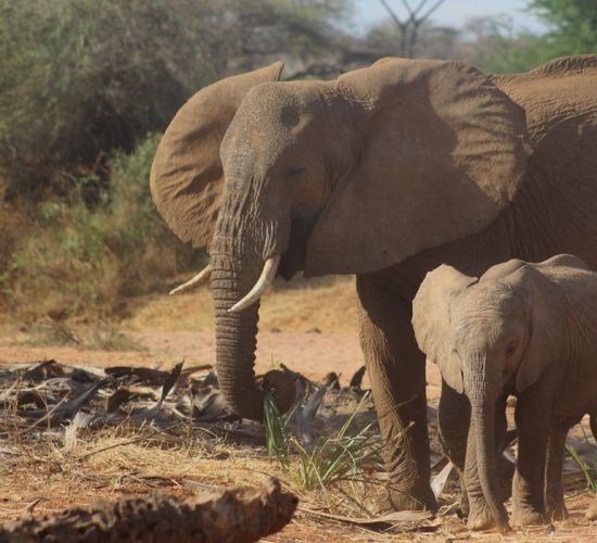 14 Days Uganda Kenya Safari