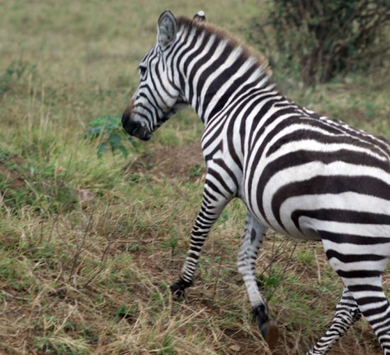 Nakuru & Masai Mara Safari